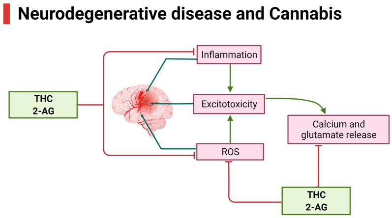 THC and 2-AG significantly suppressed the events in the brain associated with neurodegenerative diseases. This figure was created with BioRender.com.