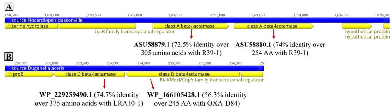 Detection of potential beta-lactamases in Nocardiopsis dassonvillei (A) and Duganella aceris (B). Arrows indicate the direction of transcription. The length of the arrows is proportional to the size of the genes.