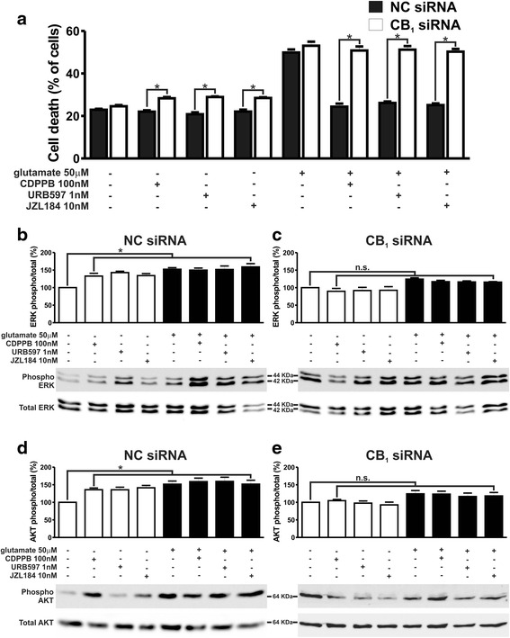 CDPPB, URB597 and JZL184 treatments fail to activate ERK1/2 and AKT and promote neuroprotection of CB1 knockdown neurons. a Graph shows cell death levels of corticostriatal neurons that were electroporated with either NC- or CB1-siRNA and that were either untreated (−) or treated (+) with 50 μM glutamate, 100 nM CDPPB, 1 nM URB597 and 10 nM JZL184 for 4 h. Data represent the means ± SEM of four independent experiments. * indicates significant difference as compared to matched treated NC-siRNA electroporated neurons (p <0.05). Shown are representative immunoblots for phospho- (upper panel) and total-ERK1/2 expression (lower panel) and graphs depicting the densitometric analysis of phospho-ERK1/2 normalized to total-ERK1/2 expression in primary cultured corticostriatal neurons that were electroporated with either NC- (b) or CB1-siRNA (c) and that were either untreated (−) or treated (+) with 50 μM glutamate, 100 nM CDPPB, 1 nM URB597 and 10 nM JZL184 for 7.5 min. Also shown are representative immunoblots for phospho- (upper panel) and total-AKT expression (lower panel) and graphs depicting the densitometric analysis of phospho-AKT normalized to total-AKT expression in primary cultured corticostriatal neurons that were electroporated with either NC- (d) or CB1-siRNA (e) and that were either untreated (−) or treated (+) with 50 μM glutamate, 100 nM CDPPB, 1 nM URB597 and 10 nM JZL184 for 7.5 min. 100 μg of cell lysate was used for each sample. Data represent the means ± SEM of four independent experiments. n.s. indicates not significant and * indicates significant difference as compared to untreated neurons (p <0.05)