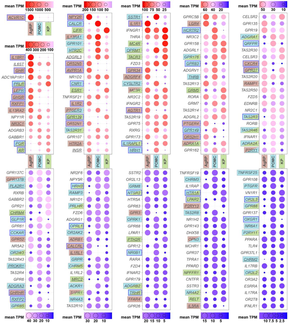 Receptor profiles of AgRP, POMC and KP neurons.Dot plots of 205 receptor transcripts (cutoffs: mean TPM ≥ 10 and reads ≥ 5 in each sample of the same cell type). Dot size and color are scaled according to transcript abundance. Underlining of symbols label statistically significant difference between any two cell types (p.adj. < 0.05, DESeq2), whereas single or double shading of the text denotes at least twofold enrichment (log2 fold change ≥ 1). Genes with greater than fourfold enrichment (log2 fold change > 2) are outlined in blue. See also Table S8 for TPM values and statistics.