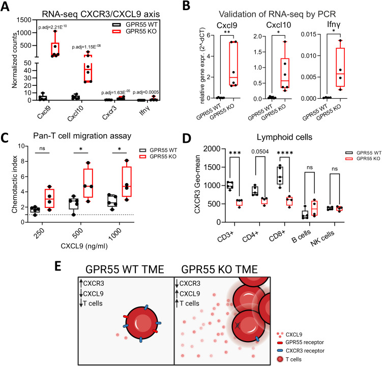 Role of the CXCR3/CXCL9 axis in the migration of T cells. (A) Differential expression of Cxcl9, Cxcl10, Cxcr3, and Ifnγ in the TME of KPCY55 tumors from WT and GPR55 KO mice, presented by normalized counts (transcripts per million) with p-adjusted values (p.adj) from bulk RNA-seq. n=6. (B) Relative gene expression (2^-dCT) of Cxcl9, Cxcl10, and Ifnγ normalized to Hprt. Statistical differences were evaluated by unpaired Student’s t-test, **p<0.01, *p<0.05. n=6. (C) Chemotaxis assay of pan-T cells isolated from healthy spleens of GPR55 KO and WT mice, migrating towards different concentrations of CXCL9 in the bottom wells. Statistical differences were evaluated using two-way ANOVA and Tukey’s post hoc test. *p<0.05. n=4-5 (D) Geometric means of CXCR3 expression on lymphocytes in KPCY55 tumors from WT and GPR55 KO mice. Statistical differences were evaluated using two-way ANOVA with Šídák’s multiple comparisons test. ***p<0.001, ****p<0.0001. n=4-5. In all datasets, data indicate medians, 25th and 75th percentiles, and min-max values. (E) Schematic showing the comparison between the GPR55 WT and KO TME. p.adj, adjusted p-value; ns, not significant; WT, wildtype; KO, knockout; TME, tumor microenvironment. Created in BioRender. Ristic, (D) (2024) https://BioRender.com/j25e259.