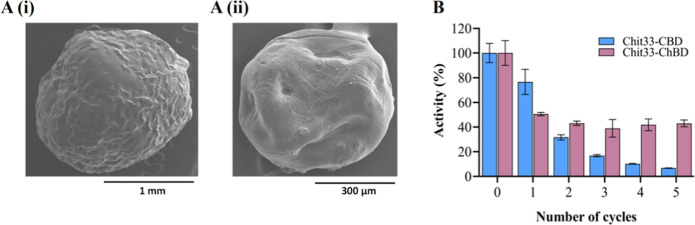 SEM of the generated beads and reusability of the immobilized biocatalysts. (A) SEM images of dry cellulose (i) and chitin (ii) beads; scale bars are shown. (B) Reusability of the referred immobilized chimeras after 30 min cycles. Data are the mean of three individual experiments. Standard errors are indicated. 100% activity refers to 187 and 50 U/g of support for the Chit33-CBD and Chit33-ChBD biocatalysts, respectively.