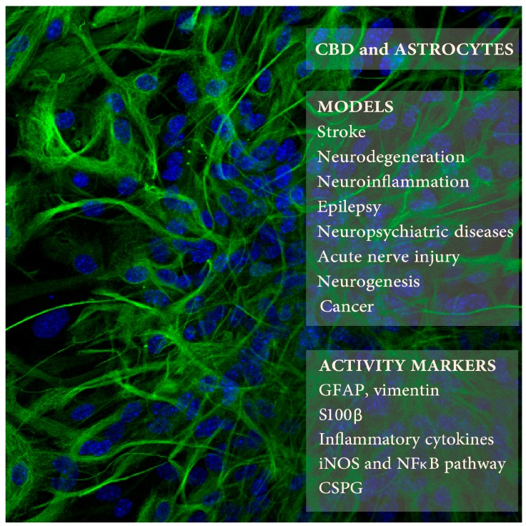 Cannabidiol (CBD) effects on astrocytes was studied in several animal models of neuropathologies (upper right frame) using selected markers of astrocyte activity (lower frame). The background picture presents mouse astrocytes in culture expressing glial fibrillary acidic protein (GFAP) (in green; blue color indicates cell nuclei; Kozela, Juknat, and Vogel, unpublished data).