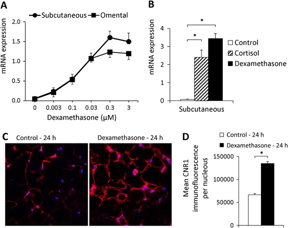 Glucocorticoids increase CNR1 gene and protein expression in adipose tissue. a 24 h incubation with dexamethasone (0.003–3 µM) increased the CNR1 gene expression in a dose-dependent manner in SAT and OAT, compared with control (n = 3 for 0.003 µM; n = 9 for 0.1–0.03 µM; n = 10 for 0 and 0.3–3 µM), Kruskal-Wallis test, *** p < 0.001. b 24 h incubation with cortisol (1 µM) or dexamethasone (1 µM) increased CNR1 gene expression to a similar level in SAT compared with control (n = 5), * p < 0.05. c Subcutaneous adipose samples incubated for 24 h with dexamethasone had a higher immunofluorescence staining of CNR1 (red) compared with non-treated samples (n = 5). Cell nuclear DNA was stained with DAPI (blue). A representative image is presented. d Average CNR1 immunofluorescence per nucleus of 5 independent experiments