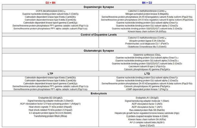 Enrichment analysis of DE proteins. Summary of DE genes by functional categories related to synaptic signaling pathways is shown to the left for higher relative expression in D2 and to the right for higher relative expression in B6. Subscript text represents presynaptic (1), postsynaptic (2), or glial (g) expression. Functional analysis of DE proteins suggests differences in dopaminergic and glutamatergic signaling with a potential impact on learning and behavior.