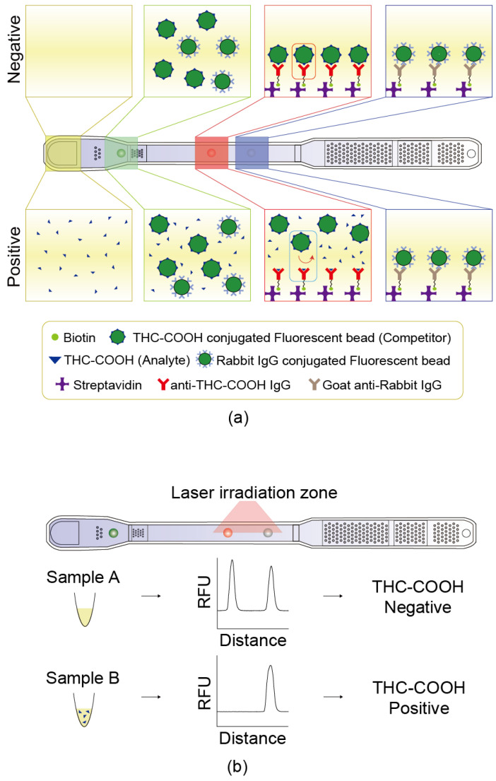 Principle of the competitive microfluidic immunoassay. (a) Schematic illustration of competitive binding reaction occurring inside the chip, depicting the mechanism for both THC-COOH-negative and -positive urine samples. (b) Representative fluorescence intensity graphs obtained after the fluorescent beads have reacted on the chip, showing differences in signal depending on the presence or absence of THC-COOH.