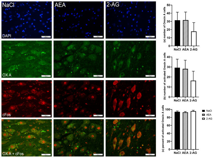 Immunofluorescence staining and representative images of the lateral hypothalamus (LH) of cows after intraperitoneal administration with NaCl (n = 6), AEA (n = 6) or 2-AG (n = 5) for 9 days. DAPI-stained nuclei (blue), orexin-A neurons (green), cFos (red) and co-localization (merged image). Scale bar within images indicates 20 µm. Number of orexin-A neurons (a), number of cFos-positive orexin-A cells (b) and the percentage of activated orexin-A cells per total orexin-A cells (c). Data are shown as LSM ± SE with (a) F(2,14) = 0.58, p = 0.57, (b) F(2,14) = 0.61, p = 0.56, (c) F(2,13) = 0.45, p = 0.65 (ANOVA).