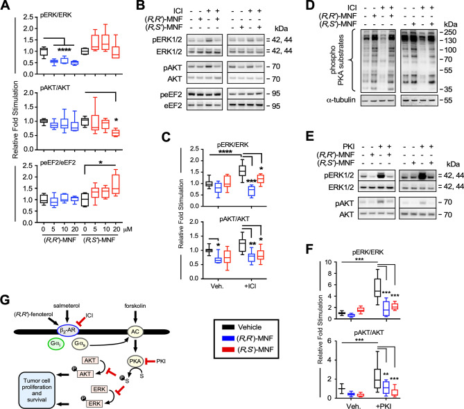 Biological activity of (R,S′)-MNF in PANC-1 carcinoma cell line. (A) PANC-1 cells were treated with 5, 10, 20 µM (R,R′)-MNF (blue), (R,S′)-MNF (red) or with vehicle (0.1% DMSO; black) for 20 min and lysed. Level of phosphorylated and total ERK, AKT and eEF2 was assessed by immunoblotting in the obtained lysates. Values are represented as boxplots with n = 6. (B) Immunoblots showing levels of phosphorylated and total forms of ERK, AKT and eEF2 after a 20-min pretreatment of serum-depleted PANC-1 cells with or without 50 nM ICI followed by incubation either with (R,R′)-MNF or (R,S′)-MNF (1 µM, 20 min). (C) Protein bands were quantified by densitometry, and the ratio of phosphorylated/total forms of the proteins was calculated and plotted relative to vehicle-treated cells. Values are represented as boxplots with n = 7. (D) PANC-1 cells were treated as on panel F and phosphorylated targets of PKA were visualized as a marker for PKA activation. (E) Effect of (R,R′)-MNF or (R,S′)-MNF on the PKI-dependent (10 µM) activation of ERK and AKT. Representative blots are depicted on panel (F). (G) β2-AR activation inhibits ERK and AKT phosphorylation. Illustration was created using Canvas X Draw v.7.0.2 for macOS (Canvas GFX, Boston, MA; canvasgfx.com). Data analysis: one-way ANOVA followed by Tukey’s post-hoc test; *, **, ***, **** P < 0.05, 0.01, 0.001, 0.0001 vs. control or vs. marked treatments. All box plots were generated with GraphPad Prism v.8.4.3 (GraphPad Software, Inc., La Jolla, CA).