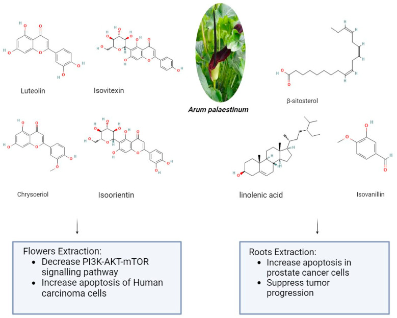 The anticancer effect of Arum palaestinum flower and root extractions (The molecular structures of the chemical compounds were retrieved from https://pubchem.ncbi.nlm.nih.gov/, accessed on 21 April 2024).