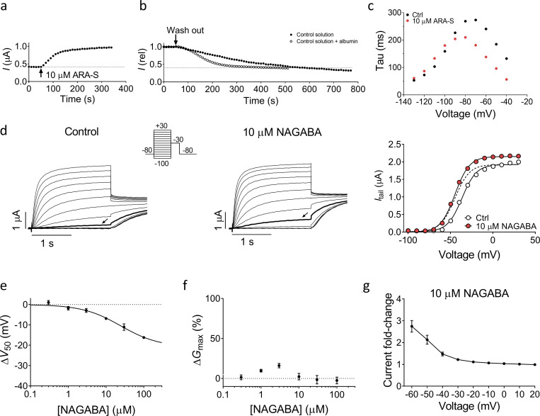 Effect of ARA-S and NAGABA on hKV7.2/3. (a and b) Representative example of the wash-in (a) and washout (b) of 10 µM ARA-S with and without supplement of 100 mg/l BSA on hKV7.2/3. The peak current after a 2-s depolarizing step to −40 mV is plotted. Dashed lines indicate basal current level before application of ARA-S. (c) Representative effect of 10 µM ARA-S on the kinetics of hKV7.2/3. Data acquired in high K+ solution (100 mM K+) by activating the channel to +20 mV followed by deactivating pulses from −40 to −130 mV in 10-mV steps. τ, determined by fitting a single exponential to the current generated by the deactivation pulse, was plotted toward the voltage of the deactivation pulse. (d) Representative current traces and corresponding G(V) curves for hKV7.2/3 before and after application of 10 µM NAGABA. Arrows indicate an activating voltage step to −50 mV. Dashed line shows the curve for 10 µM NAGABA normalized to GMAX of control. Insert of used voltage clamp protocol. (e) Concentration-response relation for NAGABA effect on V50. Data shown as mean ± SEM; n = 4–7. ΔV50:MAX (maximal shift in V50) = −21 mV; EC50 = 24 µM. (f) Concentration-response relation for NAGABA effect on GMAX. Data shown as mean ± SEM; n = 3–7. Concentration-response curve could not be converged. (g) Mean hKV7.2/3 current fold increase at different voltages induced by 10 µM NAGABA. Data shown as mean ± SEM; n = 7.