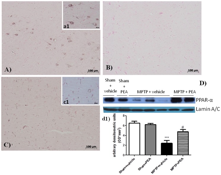 Effect of PEA on PPAR-α expression.Western blot analysis showed a basal expression of PPAR-α in SN. MPTP injection significantly reduced the expression of this specific nuclear receptor expreesion. PEA treatment is able to restore PPAR-α espression. The relative expression of the protein band (∼55 kDa) was standardized for densitometric analysis to lamin levels, and reported in panel a1 are expressed as mean ± s.e.m. from n = 5/6 brains for each group. ***P<0.001 versus sham, # P<0.05 versus MPTP+vehicle.