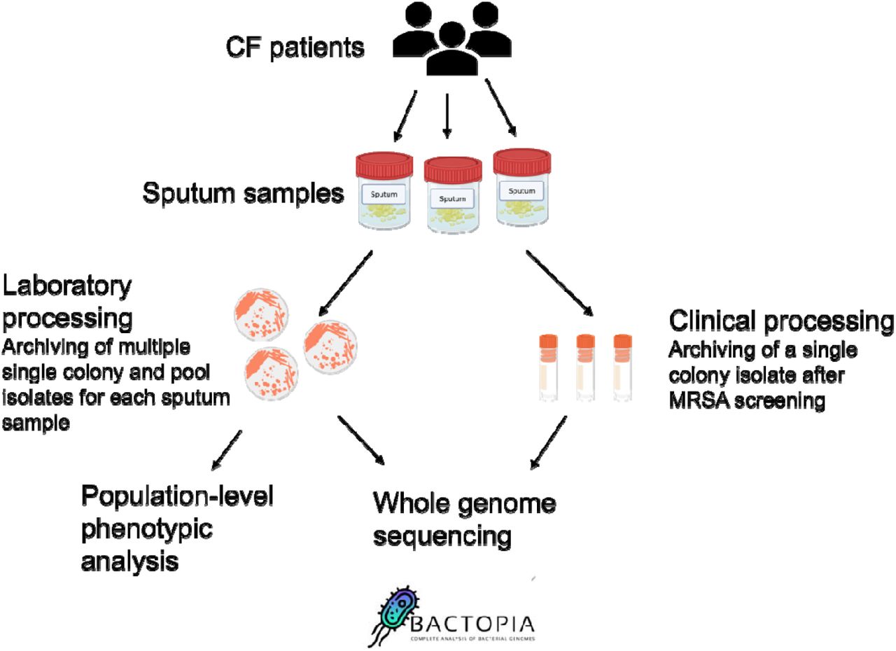 Sampling methods.Method for which isolates were processed from three patients’ fresh sputum samples. 8 single colony isolates were archived per patient sample and 1-2 pool samples were taken for each sputum sample by scraping all remaining colonies. Isolates were then phenotypically and genotypically analyzed for their diversity of traits as described in the text. (Graphic created with BioRender).