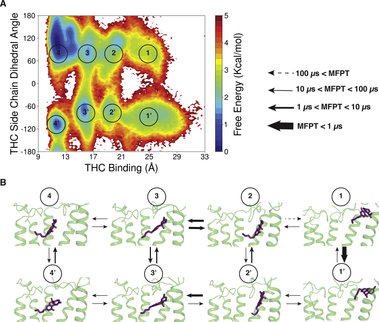 THC alkyl chain movement during binding to CB1.A, MSM weighted free energy landscape to capture THC binding and THC side chain dihedral. THC binding distance is measured between THC-C1' and TYR275-Cα (TM5) and THC sidechain dihedral is measured between C2,C3,C1',C2'. Manually defined macrostate regions are numbered in the figure. B, mean free passage time (MFPT) of transitions between the eight macrostates is shown. Each macrostate is represented by MD snapshot from the region. Different range of MFPT is shown with distinguished arrow thickness. Protein structures are shown as cartoon and THC molecules are shown as stick. TM6 and TM7 are not shown in the cartoon representation for better visualization of ligand poses. THC, tetrahydrocannabinol; TM6, transmembrane helix 6.