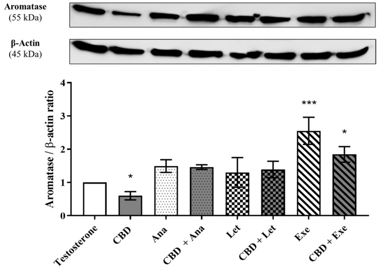 Effects of the AIs, Ana, Let, and Exe, as well as of CBD and their combinations on aromatase protein levels. MCF-7aro cells were stimulated with T (1 nM) and treated with the AIs (10 µM), CBD (5 µM), or their combinations, over 3 days. Cells treated only with T were used as control. A representative Western blot of aromatase and β-actin, as well as the densitometric analysis of aromatase expression levels after normalization with β-actin levels, used as loading control, are presented. Statistically significant differences between treated cells and T are expressed as * (p < 0.05) and *** (p < 0.001). The original Western blots are represented in Supplementary Figure S1A.