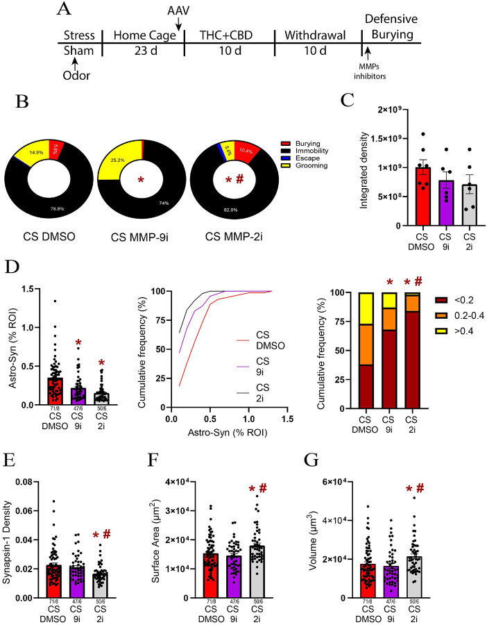 MMP-2 regulated the multipartite synaptic plasticity following THC+CBD use.A) Experimental timeline outlining THC+CBD self-administration, withdrawal and the defensive burying task. B) Both MMP-2i (X2(2) =10.6, p=0.005 versus DMSO) and MMP-9i (X2(2) =10.32, p=0.0058 versus DMSO) changed coping responses during exposure to the stress-CS. Moreover, MMP-2i also changed the coping distribution compared to MMP-9i (X2(2) =96.79, p<0.0001). C) MMP-2i and MMP-9i did not alter the MMP-2,9 activity. D) Left panel: Both MMP-2i and MMP-9i reduced the astrocyte-Synapsin-I colocalization. Middle panel: Cumulative frequency distribution of the astrocyte-Synapsin-I colocalization. Right panel: MMP-9i increased the subpopulation of astrocytes located farther from Synapsin-I (X2(2) =18.13, p=0.0001 versus DMSO), while MMP-2i nearly eliminated astrocytes located near Synapsin-I (X2(2) =10.51, p=0.0052 versus MMP9i). E) MMP-2i reduced the Synapsin-I density (Kruskal-Wallis=12.32, p=0.0021). F) MMP-2i increased astroglia surface area (Kruskal-Wallis=9.37, p=0.0092). G) MMP-2i increased astroglia volume (Kruskal-Wallis=11.28, p=0.0035). Data are shown as mean ± SEM. Each dot in bar represents an astrocyte. * p< 0.05 compared to DMSO using a Dunn or Chi-square post hoc; # p< 0.05 comparing 9i to 2i.