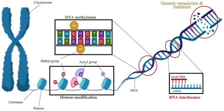 A schematic view of factors involved in somaclonal variation including genetic mosaicism and mutation as well as epigenetic regulations such as DNA methylation, histone modification, and RNA interference.