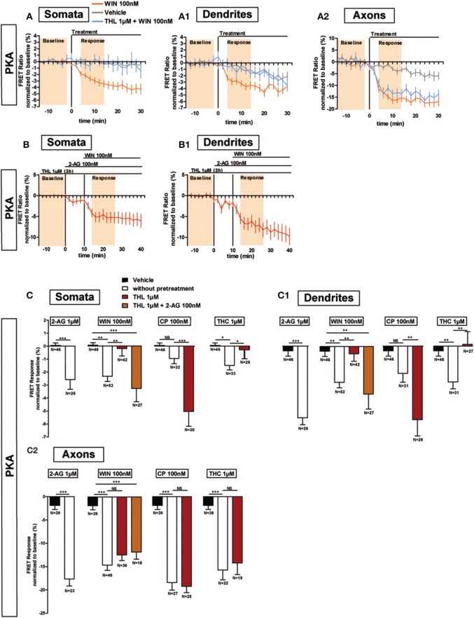 Endogenous 2-AG significantly modifies CB1R responses to exogenous cannabinoids. (A,B) Averaged somatic, dendritic and axonal responses of AKAR4-Kras expressing neurons to agonist WIN 55-212,2 (WIN). The FRET ratio normalized to baseline was calculated for each neuron with a time-resolution of 2 min. The curves represent mean ± S.E.M. of the FRET ratio for all imaged neurons at each time point. Addition of WIN 100 nM but not of vehicle at t0 results in decreased PKA activity, which effect is significantly inhibited after DAGL inhibition by tetrahydrolipstatin (THL) 1 μM in somata (A) and dendrites (A1) but not in axons (A2). The effect of THL pre-treatment on the WIN effect in somata (B) and dendrites (B1) can be rescued by applying 2-AG at 100 nM 10 min before WIN. (C) Variation of neuronal 2-AG levels (similarly to A,B) modifies the FRET responses to exocannabinoids WIN55-212,2 100 nM (WIN), CP55,940 100 nM (CP) and Δ9-THC 1 μM (THC), shown as the mean response between t4 and t14 min (shaded zone labeled “Response” on A,B), using data normalized to the baseline (shaded zone between −t14 and −t2, labeled “Baseline” on A,B) in somata (C), dendrites (C1) or axons (C2). 2-AG levels were reduced by THL 1 μM, applied 3 h before the beginning of the experiment and rescued by 2-AG 100 nM at 10 min before agonist treatment. Data information: Data are expressed as mean ± S.E.M.; Statistical analysis was realized with unpaired t-test (2-AG) or one-way ANOVA followed by Newmann-Keuls post-test (WIN, CP, and THC); NS p > 0.05, *p < 0.05, **p < 0.01 and ***p < 0.001.