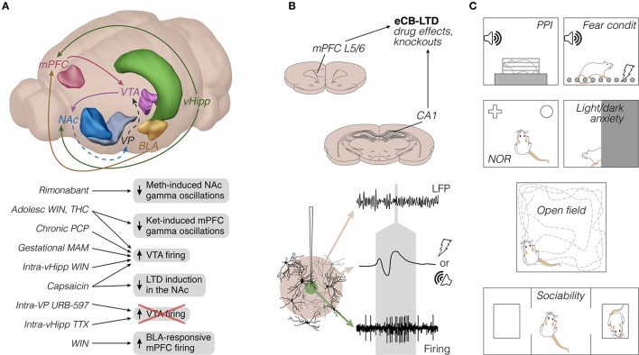Rodent electrophysiology literature on cannabinoids and vanilloids in schizophrenia-relevant circuits: emphasis on methods. (A) Top: Frequently studied brain sites and axonal pathways. To our knowledge, projections like VTA-mPFC, mPFC-NAc, and mPFC-BLA have not yet been directly examined, and are therefore omitted for simplicity. Dashed lines represent GABAergic pathways. Only the left hemisphere is represented (brain sites adapted from the Brain Explorer, Allen Institute). Bottom: Main electrophysiological findings, mostly from in vivo experiments (see also Figures 2, 3). (B) Top: representative brain sites and manipulations of in vitro studies (coronal sections adapted from Paxinos and Watson, 2007; see also Figure 3). Bottom: illustrative recording probe, e.g., glass or steel microelectrode, from which LFP (beige area) and single-unit firing (green area) can be recorded upon adequate filtering, amplification, and digitization. The middle voltage trace represents a field potential response to afferent electrical or auditory stimulation, both of which present in the reviewed literature. The gray area roughly indicates the timescale between types of signal. (C) Prevalent behavioral tests in the reviewed literature, most of them performed separately from electrophysiological experiments. Adolesc, adolescent; BLA, basolateral amygdala; condit, conditioning; eCB-LTD, endocannabinoid long-term depression; Ket, ketamine; L5/6, layers 5/6; LFP, local field potentials; MAM, methylazoxymethanol acetate; Meth, methamphetamine; mPFC, medial prefrontal cortex; NAc, nucleus accumbens; NOR, novel object recognition; PCP, phencyclidine; PPI, prepulse inhibition of the acoustic startle; THC, delta-9-tetrahydrocannabinol; TTX, tetrodotoxin; vHipp, ventral hippocampus; VP, ventral pallidum; VTA, ventral tegmental area; WIN, WIN 55,212-2.