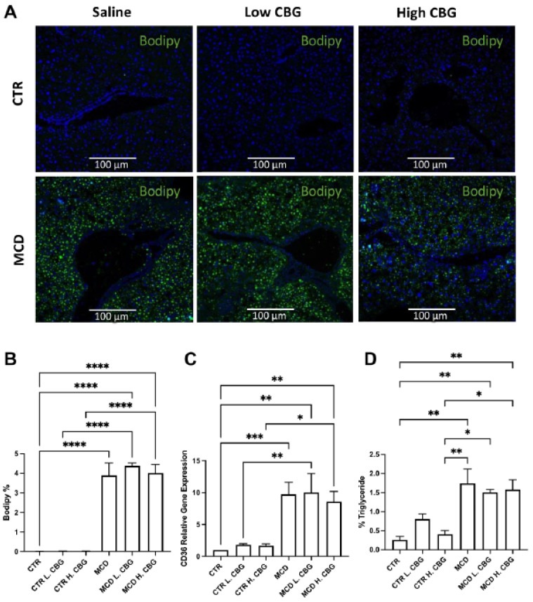 Steatosis was evaluated using histology and RT-qPCR. Immunofluorescence staining of bodipy (green) and DAPI (blue) (A, 20×). Immunofluorescence staining was quantified using ImageJ (B). mRNA expression of CD36 (C) was measured via RT-qPCR, and the percentage of triglyceride was evaluated using a commercially available ELISA kit (D). * p < 0.05, ** p < 0.01, *** p < 0.001, **** p < 0.0001.
