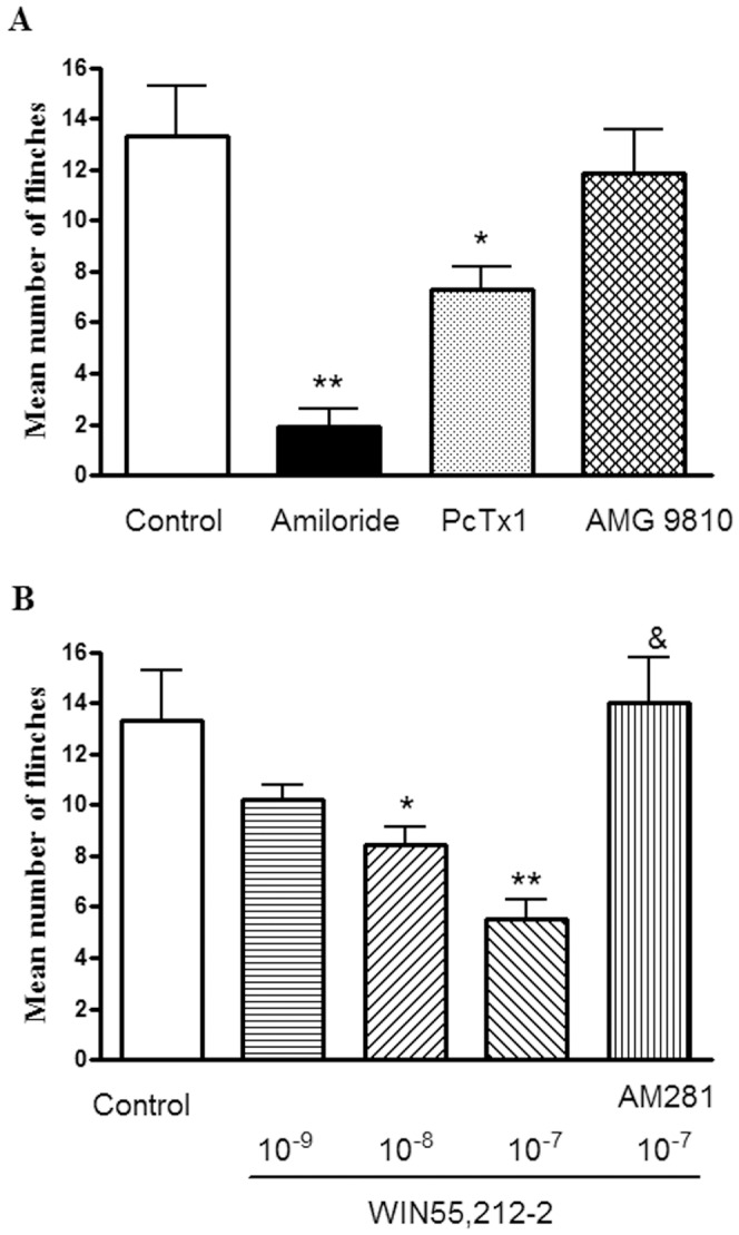 Effect of WIN55,212-2 on nociceptive responses to injection of acetic acid in rats.Intraplantar injection acetic acid (0.6%, 20 µl) evoked a flinch/shaking response. The bar graph in (A) shows acid-evoked pain was blocked by pretreatment of 200 µM amiloride, and partly blocked by pretreatment of 30 nM PcTx1. In contrast, the acid-evoked pain did not obviously change with pretreatment of 10 µM AMG 9810, *P<0.05, **P<0.01, unpaired t-test, compared with control. n = 8/each column. The bar graph in (B) shows the pretreatment of WIN55,212-2 (WIN) decreased flinching behavior induced by acetic acid in a dose-dependent manner. The effect of WIN55,212-2 was blocked by AM281 (10−6 M), a selective CB1 receptor antagonist. *P<0.05, **P<0.01, one way analysis of variance followed by post hoc Bonferroni’s test, compared with control; & P<0.01, post hoc Bonferroni’s test, compared with WIN (10−7 M) column. n = 8/each column. Flinching shaking of paw was recorded as the number of flinches per observation period (5 min).