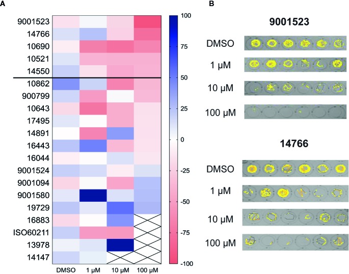 Behavioral screening of 20 compounds which were identified as positive from the library screens. (A) Heat map representing the change of mean swim velocity of the 20 hit compounds. The 20 SCs which were identified from the blind screens were retested at 1, 10, and 100 µM to confirm a dose response effect. Each box represents the percent change in mean velocity from a locomotion assay on at least 6 scn1lab larvae. Compounds marked with a cross were identified as toxic; threshold for positive hits shown by solid line. Scale at right represents the range of % change in mean velocity values. (B) Representative swim behavior traces obtained during a 10 min recording epoch for the top two compounds, #9001523 and #147666.