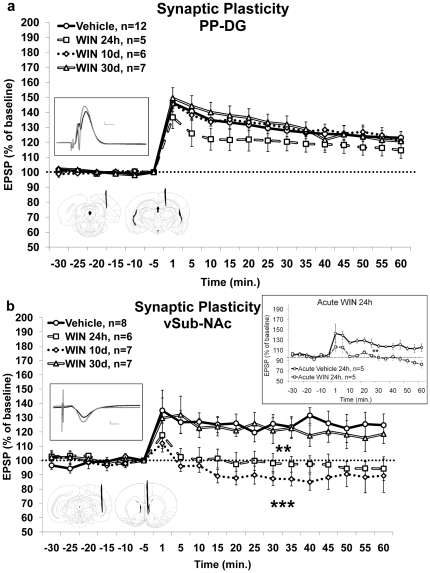 The effects of chronic exposure to WIN55,212-2 during late-adolescence on synaptic-plasticity in the hippocampus and nucleus-accumbens. 2a. Chronic administration of WIN had no effect on LTP levels in the PP-DG pathway measured 24 h, 10 d or 30 d after the last drug injection. Inset: Up: representative traces in the DG for the vehicle group taken before (black) and 5 min after (gray) HFS to the PP (calibration: 0.2 mV, 10 µs); Down: schematic drawing of electrodes tip positions: left - representative location of the stimulating electrode tip in the perforant path (anteroposterior, −8.0 mm; lateral, ±4.0 mm; ventral, −3.0 mm), right - representative location of the recording electrode tip in the dentate gyrus (anteroposterior, −4.0 mm; lateral, ±2.5 mm; ventral, −3.7 mm). 2b. Chronic administration of WIN impaired LTP levels in the vSub-NAc pathway measured 24 h or 10 d, but not 30 d, after the last drug injection. (**, p<0.01: WIN 24 h group different from WIN 30 d and Vehicle groups, and WIN 10 d group different from WIN 30 d group; ***, p<0.001: WIN 10 d group different from Vehicle group). Inset: Up: representative traces in the NAc for the vehicle group taken before (black) and 5 min after (gray) HFS to the vSub (calibration: 0.2 mV, 10 µs); Down: schematic drawing of electrodes tip positions: left - representative location of the stimulating electrode tip in the ventral subiculum (anteroposterior, −6.5 mm; lateral, ±5.0 mm; ventral, −6.0 mm), right - representative location of the recording electrode tip in the nucleus accumbens (anteroposterior, +1.6 mm; lateral, ±1.0 mm; ventral, −5.5 mm); On the right: a control experiment where acute administration of WIN impaired LTP levels in the vSub-NAc pathway measured 24 h after a single injection (**, p<0.01).