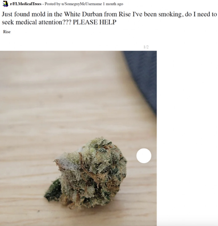 Possible white mold on cannabis flower. The mold being referring to is the section on the cannabis bud that looks similar to a white cobweb, on the middle left side of the pictured bud. Adapted from FLMedicalTrees.