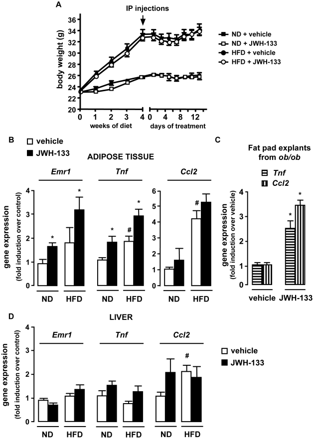 Activation of CB2 receptors by JWH-133 enhances fat inflammation in HFD-fed mice.WT mice were fed a HFD or a ND for 6 weeks, and treated with JWH-133 (3 mg/kg) or vehicle i.p daily during the last 15 days. A, Body weight progression during JWH-133 treatment. B, JWH-133 increases adipose tissue inflammation. Fold induction of adipose tissue Emr1, Tnf and Ccl2 expression over control conditions (ND-fed mice injected with vehicle). C, Activation of CB2 receptors with 1 µM JWH-133 for 48 hours up-regulates Tnf and Ccl2 expression in explants isolated from ob/ob mice fat pads. D, Impact of JWH-133 on hepatic inflammation. Fold induction of hepatic Emr1, Tnf and Ccl2 expression over control conditions (ND-fed mice injected with vehicle). *p<0.05 for JWH-133 vs vehicle. #p<0.05 for HFD-fed vs ND-fed mice.