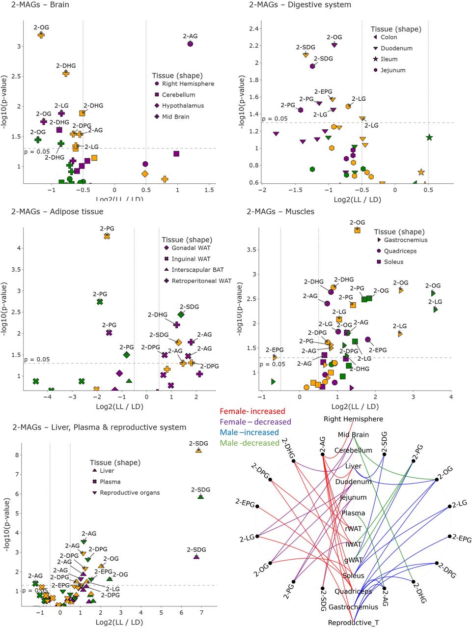 volcano plot of 2-MAGs; volcano plot of monoacylglycerols (2-MAGs) comparing LL and LD across all tissues. Each point corresponds to a MAGs species measured in one tissue, with symbol shapes indicating organ identity. Data are stratified by sex: females (purple), males (green), and combined (merged sexes; (yellow). The x-axis shows the log□ fold change (LL/LD) and the y-axis shows the – log□□(p-value). Molecules above the dashed horizontal line reached nominal statistical significance (p < 0.05). Labels highlight representative significant lipid mediators in each tissue. Chord Diagram (summary figure of 2-MAG changes; bottom right); Significant 2-MAGs changes across tissues in female and male mice under constant light exposure. Tissue nodes are aligned vertically, molecules appear on sex-specific arcs, and curves indicate LL-vs-LD regulation colored by sex and direction.