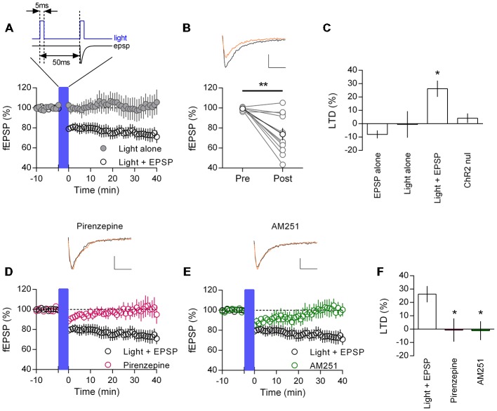 Endogenously released acetylcholine coupled to excitatory synaptic activity induces CB1R mediated LTD in mouse mPFC. (A) Time course of normalized field EPSPs in ChR2:ACh mouse challenged with a coupled light—EPSP 1 Hz stimulation train (1200 pulses (blue bar), protocol above). Coupled light and EPSP time course (clear circles, n = 11), light alone without EPSP time course (gray, n = 5). (B) Normalized field EPSPs from individual experiments at baseline (Pre) and 40 min after (Post) light—EPSP stimulation protocol, in black group average (**P < 0.01). Above: example traces pre (black) and post (orange) light—EPSP protocol (scale bar: 5 ms, 0.1 mV). (C) Summary plot of percent LTD calculated 40 min after end of stimulation protocol (*P < 0.05). (D) ChR2:ACh mouse field EPSP time course challenged with light—EPSP stimulation protocol (blue bar) in presence of M1 mAChR antagonist pirenzepine (0.5 μM, n = 5). Example traces above, pre (black) and post (orange) stimulation protocol. (E) Time course showing field EPSPs in response to light/EPSP stimulation protocol in ChR2:ACh mouse in presence of CB1R antagonist AM251 (4 μM, n = 6). (F) Summary bar chart of percent LTD 40 min after light—EPSP stimulation protocol.