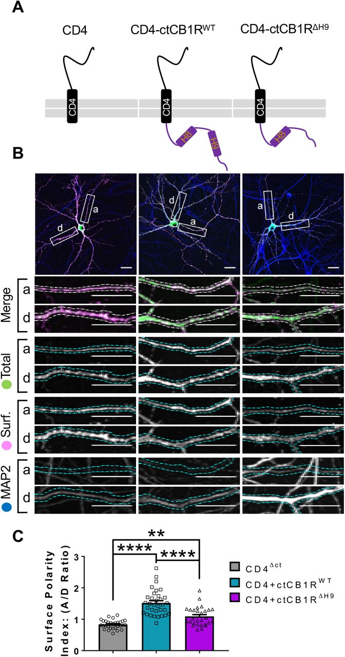 The C-terminal domain of CB1R, especially the Helix 9 motif, plays a role in axonal surface polarisation.A) Schematic of the CD4-ctCB1R chimeric proteins used in this Figure. B) Representative confocal images of hippocampal neurons showing the distribution of expressed CD4 (left), CD4-ctCB1RWT (middle) or CD4-ctCB1RΔH9 (right). Upper panels for each condition show a whole cell field of view and lower panels are enlargements of axonal (a) and dendritic (d) ROIs. Green = total; magenta = surface; blue = dendrite marker (MAP2). Merge: surface to total seen as white. C) Quantification of data represented in (B) presented as the surface polarity index (A/D ratio). CD4-ctCB1RWT strongly favoured the axonal compartment compared to CD4 alone. CD4-ctCB1RΔH9 favoured the axonal compartment significantly less than CD4-ctCB1RWT. One-way ANOVA with Tukey’s post hoc test. N = three independent experiments; n = 28-33 neurons per condition. (CD4 vs. WT: 0.834 ± 0.0255 vs. 1.52 ± 0.0696; N = 3, n = 30 vs. N = 3, n = 33; ****p <0.0001. CD4 vs. ΔH9: 0.834 ± 0.0255 vs. 1.09 ± 0.0562; N = 3, n = 30 vs. N = 3, n = 28; **p <0.0050. WT vs. ΔH9: 1.52 ± 0.0696 vs. 1.09 ± 0.0562; N = 3, n = 33 vs. N = 3, n = 28; ****p <0.0001).