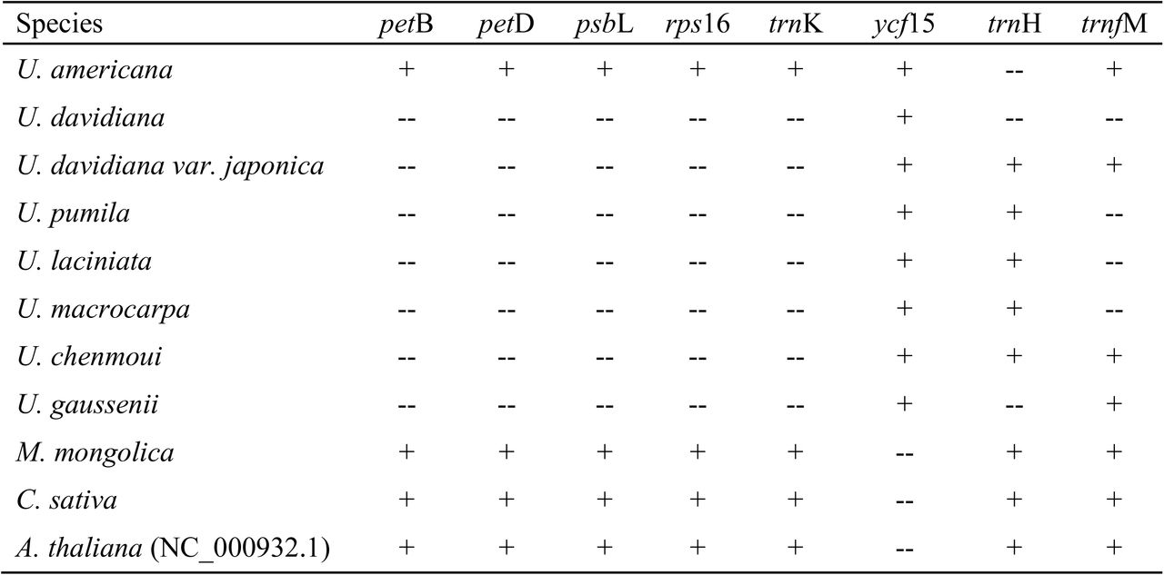 Presence and absence of certain chloroplast genes in American elm compared with seven Asian elms and species of Morus, Cannabis, and Arabidopsis.