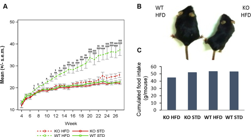 WT and KO ABHD11 female mice monitored in DIO1.WT and KO mice were separated in 4 groups according to each diet (STD or HFD) A- The weight of mice (grams) was recorded weekly. The curves represent means +/- s.e.m. at each day for each group (n = 6–7). *: pvalue<0.05, **: pvalue<0.01, ***: pvalue<0.001: obtained using a post-hoc analysis to compare HFD versus STD group in WT genotype after a three-way ANOVA with repeated measures on time factor ¤: pvalue<0.05, ¤¤: pvalue<0.01, ¤¤¤: pvalue<0.001: obtained using a post-hoc analysis to compare HFD versus STD group in KO genotype after a three-way ANOVA with repeated measures on time factor $: pvalue<0.05, $$: pv alue<0.01, $$$: pvalue<0.001: obtained using a post-hoc analysis to compare WT versus KO group in HFD group after a three-way ANOVA with repeated measures on time factor #: pvalue<0.05, ##: pvalue<0.01, ###: pvalue<0.001: obtained using a post-hoc analysis to compare WT versus KO group in STD group after a three-way ANOVA with repeated measures on time factor.B- Representative photo of a WT mouse and a KO ABHD11 mouse under HFD at the end of DIO. C- Cumulative food intake measured weekly during 24h from week 5 to week 27 (N = 1 cage per group).