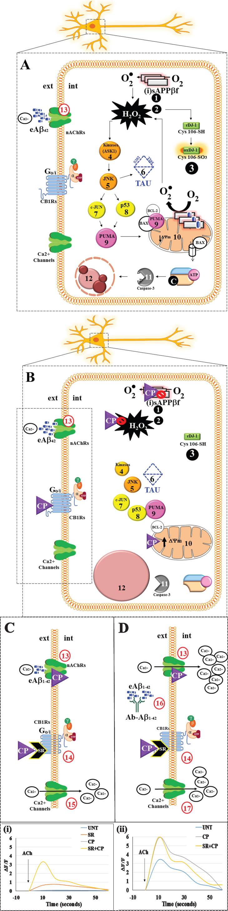 Schematic representation of the protective effect of CP55940 on PSEN 1 E280A ChLNs. A) Intracellularly accumulation of sAβPPβf (step 1) generates H2O2 (s2), which in turn oxidized the OS sensor protein DJ-1 at Cys-106-SH residue into DJ-1Cys106-SO3 (s3) and activates a domino-like pro-death signaling mechanism by triggering kinases (s4, e.g., ASK1) and JNK kinase (s5). This last kinase phosphorylates protein tau (s6) and activates the transcription factors c-Jun (s7) and p53 (s8). Both transcription factors transcribe the BH-3-only protein PUMA (s9), which together with other pro-apoptosis proteins (e.g., BAX), it induces depolarization of mitochondria, opening of the mitochondrial transition pore, and loss of mitochondrial membrane potential (ΔΨm, s10). Damage of mitochondria potential provokes the release of pro-apoptogenic protein cytochrome C, ensuing activation of caspase-3 (s11). In turn, this protease activates the endonuclease DFF40 by cleaving the nuclease’s inhibitor DFF45. Finally, DFF40 causes the nuclear chromatin fragmentation, typical of apoptosis (s12). Additionally, ChLNs do not respond to ACh stimuli, i.e., intracellular transient Ca2+ increase is missing due to extracellular interaction between Aβ42 (eAβ42) and nicotinic (n)ACh receptors (s13). The sAβPPβf-induced process (s1-s13) leads ChL neurons to structural alterations (e.g., aggregation/ hyperphosphorylation of protein tau), cell death (apoptosis) and intracellular Ca2+ dysfunction. B) Upon exposure to CP55940 (CP), ChLNs show normal features such as no oxidized protein DJ-1 (s3), unaltered ΔΨm (s10), and intact nuclei morphology (s12). Moreover, CP inhibits aggregation of sAβPPβf (s1), and blocks generation of H2O2 (s2) most probably by quenchinganion superoxide radicals (O2.―). As a consequence, no further activation of kinases (s4, s5), phosphorylation of protein tau (s6), and c-Jun(s7), and activation of p53 (s8), PUMA (s9), and caspase-3 (s11) occurs in PSEN1 E280A ChLNs just leaving mitochondria and nuclei unchanged from sAβPPβf-induced damage. C) Since nAChRs are blocked by eAβ42 (s13), CP was unable to modify the response of mutant ChLNs to ACh (inset graph i). Interestingly, the CB1 and CB2 receptor inverse agonists SR141716 plus SR144528 ( = SR) only or in the presence of CP induce a significant increase in intracellular Ca2+ (s14) most probably through activation of Ca2+ channels (s15 and inset graph i). D) When mutant ChLNs were exposed to CP, SR, and anti-Aβ42 antibody 6E10 (s16), the mixture induced a dramatic increase in the transient intracellular Ca2+ flow (s13, s17 and inset graph ii).