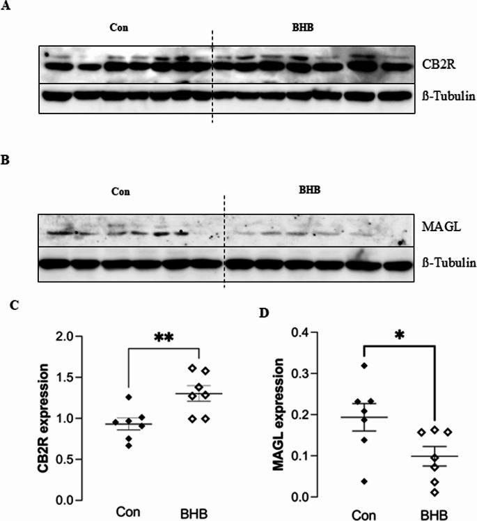 BHB modulates CB2R and MAGL expression in the hippocampus of obese mice (A) Representative Western blotting data of hippocampal tissue from control and BHB-treated groups showing CB2R and α-tubulin expression. (B) Representative Western blotting data of hippocampal tissue from control and BHB-treated groups showing MAGL and α-tubulin expression. (C) Quantification of CB2R expression by densitometric analysis normalized to α-tubulin. (D) Quantification of MAGL expression by densitometric analysis normalized to α-tubulin. Con – control group, BHB – BHB treatment group. n = 7. Data are presented as mean ± SEM. *p < 0.05; **p < 0.01