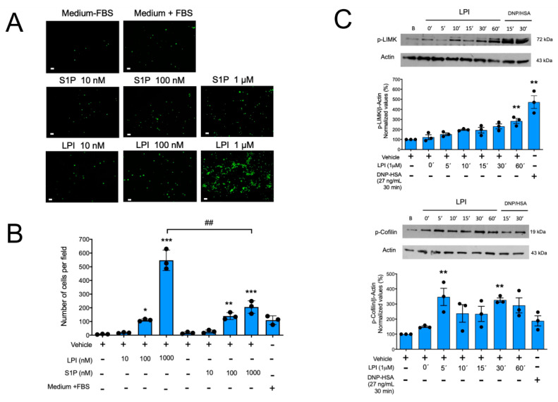 LPI promotes chemotaxis and changes on the LIMK/cofilin axis in MCs. Panel (A): representative image of a filter obtained in a migration assay of BMMCs towards distinct chemoattractants in the Boyden’s chamber. Scale Bar = 20 μm. Panel (B): quantification of migration of MCs towards sphingosine 1 phosphate (S1P) and lysophosphatidylinositol (LPI) is shown. Chemoattractants were dissolved first in a proper vehicle and then in serum-free media (Materials and Methods). Data are presented as the mean ± SEM of the number of cells observed in at least four microscope fields obtained with the 10× objective, from three independent experiments performed with distinct cell cultures, * p < 0.05; ** p < 0.01; *** p < 0.001 vs. vehicle; ## p < 0.01 vs. LPI. Panel (C): two million BMMCs were stimulated with 1 μM LPI during the indicated times, and then lysed to detect phosphorylation of LIMK and cofilin proteins by Western blot with specific antibodies. A representative gel image and the quantification of band intensity observed in at least three independent experiments are shown. ** p < 0.01; *** p < 0.001 vs. vehicle.
