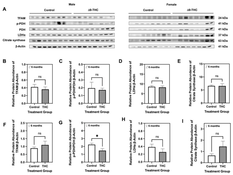 Gestational exposure to Δ9-tetrahydrocannabinol (Δ9-THC) does not impair aerobic metabolism in male or female offspring at six months of age. (A) Representative western immunoblots illustrating hepatic expression of mitochondrial transcription factor A (TFAM), phosphorylated pyruvate dehydrogenase (PDH) to total PDH, lactate dehydrogenase subunit A (LDHa), and citrate synthase in male and female offspring at six months of age. Protein abundances of each enzyme for male offspring (B–E) and female offspring (F–I) were normalized to β-Actin ± SEM (n = 7–8/group). All protein abundances were analyzed using a two-tailed unpaired Student’s t-test. * Significant difference (p < 0.05).