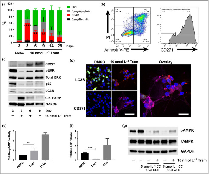 Trametinib induces CD271 expression and autophagic activity in melanoma cells in vitro. (a) Flow cytometry of AnnexinV–phycoerythrin (PE)/propidium iodide (PI)‐stained A375 melanoma cells for percentage live, dead, dying/apoptotic or dying/necrotic cell fractions in the presence or absence of treatment with 16 nmol L−1 trametinib (Tram) for 3, 6, 9, 14 or 28 days compared vs. dimethyl sulfoxide (DMSO) treatment (percentages did not significantly change between time points following DMSO treatment, which is shown at day 3 only for clarity) [n = 3 independent experiments; mean ± 95% confidence interval (CI), two‐way anova with Tukey's post‐hoc correction for comparison of dead cells (## P = 0·007, **P = 0·001, ****P < 0·001)]. (b) Representative flow cytometry plots of A375 cells stained with AnnexinV–PE/PI/anti‐CD271 following treatment for 9 days with 16 nmol L−1 trametinib (mean ± SD of three independent experiments). An oval gate over ‘live cells’ was used to quantify CD271 expression, shown in the right‐hand panel. (c) Representative Western blot analysis for CD271 (75 KDa), phospho‐extracellular signal‐regulated kinase [ERK (pERK); 42/44 KDa], total‐ERK (42/44 KDa), p62 (65 KDa), LC3B (LC3‐I upper band, 14 KDa; LC3‐II lower band, 16 KDa), cleaved poly (ADP‐ribose) polymerase (Cle. PARP; 85 KDa) and glyceraldehyde 3‐phosphate dehydrogenase (GAPDH; 37 KDa) expression by A375 cells following treatment with DMSO or 16 nmol L−1 trametinib for 3, 6 or 9 days. (d) Representative fluorescent photomicrographs of LC3–red fluorescent protein (RFP)–green fluorescent protein (GFP) expressing WM266‐4 melanoma cells stained with anti‐CD271 (purple) following treatment for 9 days with DMSO or 16 nmol L−1 trametinib. LC3–RFP–GFP appears in cells as diffuse yellow/green fluorescence in the absence of autophagy but marks autolysosomes with red fluorescent puncta during active autophagy (scale bars = 50 μm). (e, f) Relative phospho‐adenosine monophosphate‐activated protein kinase (AMPK) activity or adenosine triphosphate (ATP) release by A375 cells following treatment with 16 nmol L−1 trametinib (Tram) or DMSO for 9 days, or 10 min in the presence of either 1 mmol L−1 H2O2 or 10% sodium dodecyl sulfate (SDS) as positive controls [n = 3 independent experiments; mean ± 95% CI, one‐way anova with Tukey's post‐hoc correction (**P = 0·002, ***P < 0·001)]. (g) Representative Western blot analysis for phospho‐AMPK (pAMPK; 62 KDa), total AMPK (tAMPK; 62 KDa) and GAPDH (37 KDa) expression by A375 cells following treatment with 16 nmol L−1 trametinib for 9 days, alone or in the presence of 5 μmol L−1 Compound C (CC) for the final 24 or 48 h.
