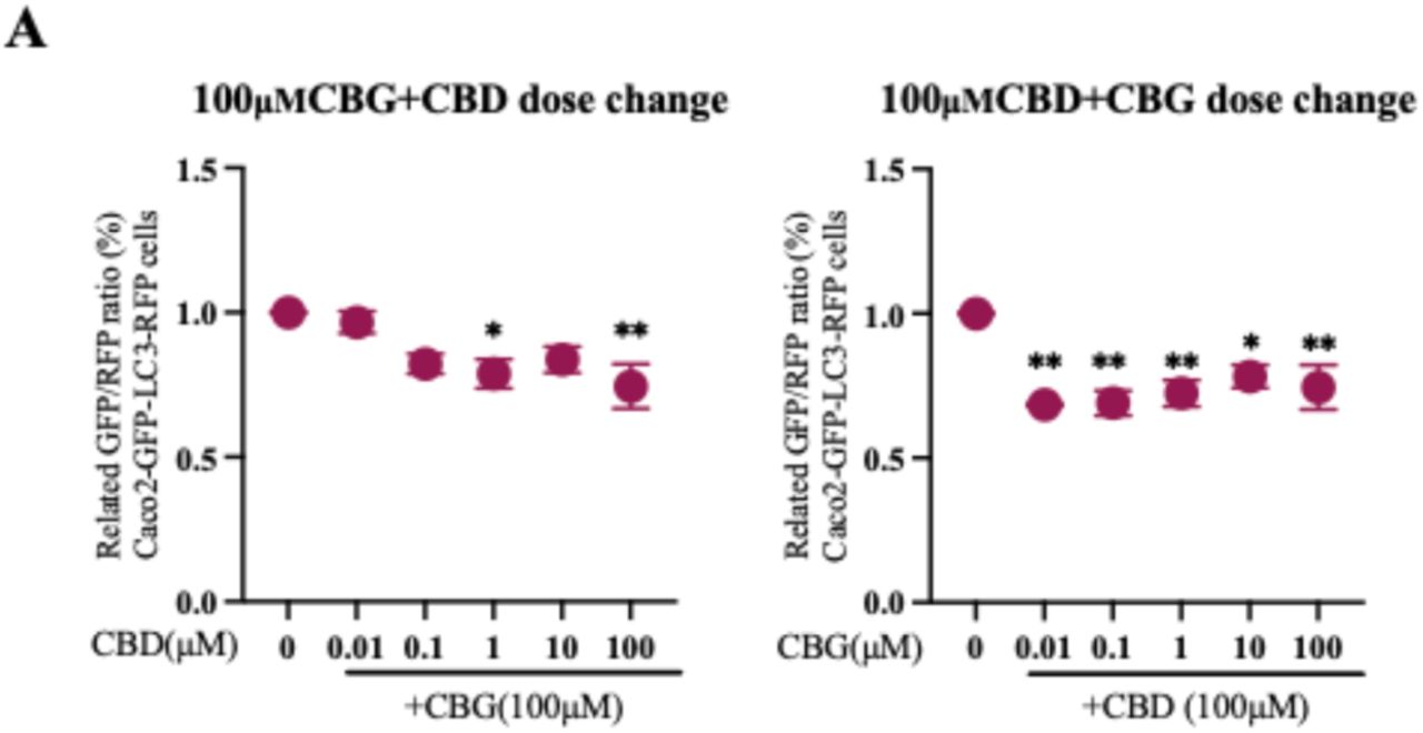 Low non-autophagic activation doses of CBD or CBG enhance high-dose-induced autophagic flux in Caco-2 cells.(A) Autophagic flux of Caco-2 GFP-LC3-RFP cells treated with 100 µM CBD or CBG combined with varying concentrations (0.01, 0.1, 1, 10, 100 µM) of the other compound.Autophagic flux values were normalized to DMSO-treated controls. Data represent the mean ± SD of three independent biological replicates. Statistical significance was determined using one-way ANOVA. n.s., P > 0.05; *P ≤ 0.05; **P ≤ 0.01; ***P ≤ 0.001; ****P ≤ 0.0001.