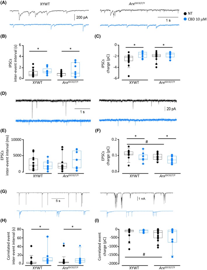 Cannabidiol (CBD) reduces synaptic transmission in XYWT and Arx (GCG)7/Y cultured neurons. (A) Typical traces showing individual inhibitory postsynaptic currents (IPSCs) recorded from XYWT (left) and Arx (GCG)7/Y (right) neurons in control condition (black traces) and after CBD (blue traces). (B, C) Boxplots showing the interevent interval and the mean charge event of individual events recorded from XYWT and Arx (GCG)7/Y neurons (17, 9, 17, and 10 cells, respectively). (D) typical traces showing individual excitatory postsynaptic currents (EPSCs) recorded from XYWT (left) and Arx (GCG)7/Y neurons in control (black traces) and after CBD pretreatment (blue traces). (E, F) Boxplots showing the EPSC interevent interval and the mean charge obtained from XYWT and Arx (GCG)7/Y cells (13, 10, 12, and 9 cells, respectively). (G) Typical traces recorded from XYWT (left) and Arx (GCG)7/Y (right) neurons and presented with enlarged scale to show the large correlated synaptic events, in control condition (upper) and after CBD (bottom). (H) Interevent interval of correlated events measured in XYWT and Arx (GCG)7/Y neurons (same cells as in panels B and C). (I) Boxplots representing the mean charge values of correlated synaptic events. Two‐way analysis of variance with Holm–Sidak multiple comparisons test, not treated (NT) versus CBD‐treated: *p < .05; NT XYWT versus NT Arx (GCG)7/Y #p < .05.