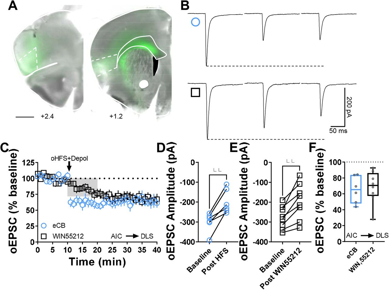 Cannabinoid LTD occurs at AIC-DLS synapses.(A) Coronal brain slice showing the AAV-ChR2 infection of AIC and dorsal striatal terminal expression (bar scale□=□1000□μm). (B) Representative oEPSC traces showing the effects of pairing optical high frequency stimulation with postsynaptic depolarization (oHFS+Depol, cyan open circle) to physiologically induce LTD, presumably mediated by endocannabinoids, and the application of the CB1 agonist, WIN55,212-2 (1□μM, 10□min, black open square) to chemically induce CB1-LTD in brain slices of AAV-ChR2 C57Bl/6J mice. (C) Both oHFS and WIN55,212-2 induced AIC-DLS LTD. Data represent mean ± SEM. (D) oHFS significantly reduced oEPSC amplitudes (0–10□min baseline v. final 10□min of recording; paired t-test, P□=□0.00350, t5=5.2, n□=□6 neurons from 4 mice). (E) WIN55,212-2 significantly reduced oEPSC amplitudes (0–10□min baseline v. final 10□min of recording; paired t-test, P□=□0.00179, t7=4.9, n□=□8 neurons from 4 mice). (F) The box plot shows the final 10□min of recording average of stimulation-induced LTD (65 ± 7%) and CB1-LTD (68 ± 7%). **P□<□0.01.