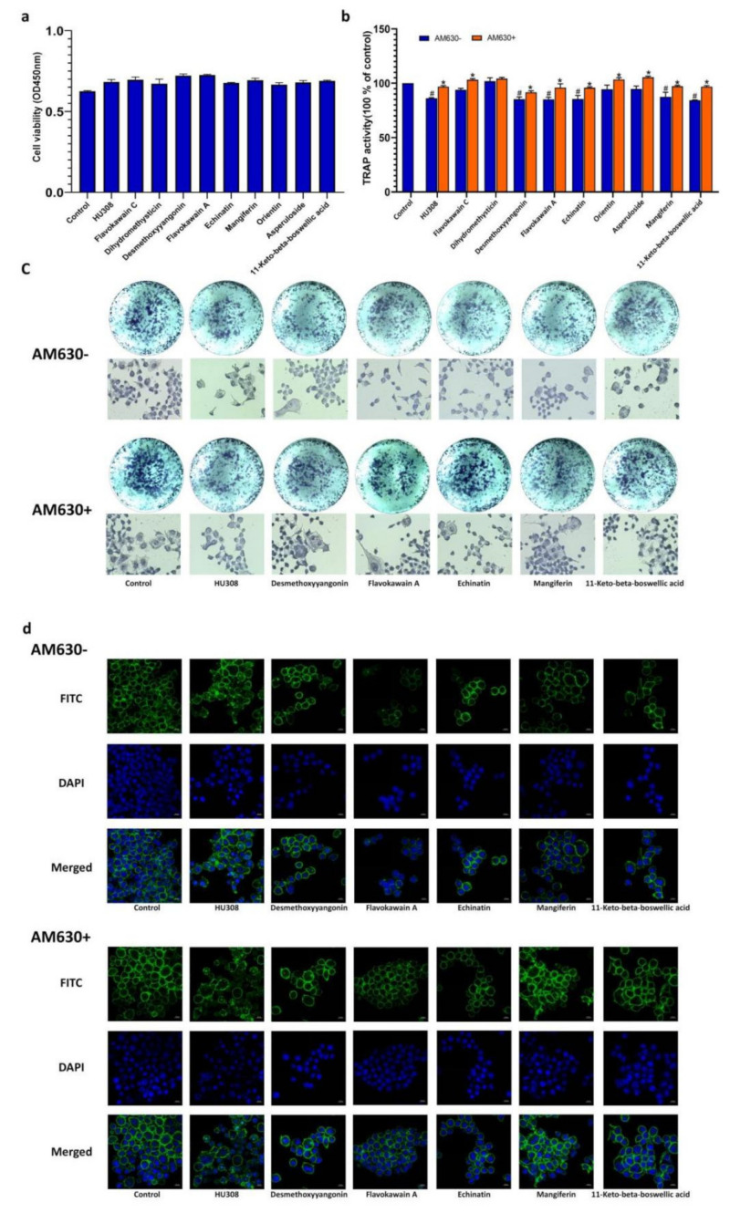 Inhibitory effects of HU308 and screened compounds on the activity of osteoclasts derived from RAW264.7 cells. (a) Cell viability. RAW264.7 cells were treated with 1 μM of HU308 or the screened compounds for three days, and the cell viability was detected by CCK8 method. (b) The tartrate resistant acid phosphatase (TRAP) activity. After three-day treatment of osteoclasts derived from RAW264.7 cells in the presence or absence of 1 μM AM630, TRAP activity was measured by p-nitrophenyl sodium phosphate method. (c) TRAP staining. After three-day treatment of osteoclasts derived from RAW264.7 cells in the presence or absence of 1 μM AM630, TRAP activity was detected with the assay kit. (d) F-Actin ring staining. After five-day treatment of osteoclasts derived from RAW264.7 cells in the presence or absence of 1 μM AM630, F-Actin ring was stained with phalloidin and DAPI and then imaged with a fluorescence microscope. The data shown are from three independent experiments and expressed as mean ± SD (n = 3). # p < 0.05 compared with the control. * p < 0.05 compared with corresponding compounds treatment group. TRAP, tartrate resistant acid phosphatase.
