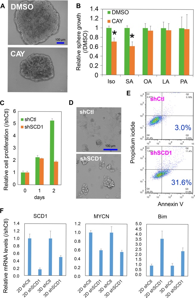Loss of function analysis of SCD1 in MYCNhigh HCC cells.a Representative microscopic images of JHH7 cells grown in sphere cultures. The spheres were treated with DMSO or a chemical inhibitor of SCD1, CAY10566 (CAY), at 10 μM for 4 days. Scale bar, 100 μm. b Sphere proliferation of JHH7 cells treated with DMSO or 10 μM CAY in the presence or absence of 100 μM fatty acids (stearic acid, SA; oleic acid, OA; linoleic acid, LA; palmitoleic acid, PA) for 7 days. Isopropanol (iso) was used as the primary solvent for the fatty acids. c Cell proliferation of control shRNA (shCtl) or shSCD1-transduced JHH7 cells grown in monolayer cultures. d Representative microscopic images of shCtl or shSCD1-transduced JHH7 cells grown in monolayer cultures for 3 days. Scale bar, 100 μm. e Apoptotic cell death of shCtl or shSCD1-transduced JHH7 cells grown in monolayer cultures for 3 days was detected by dual staining with Annexin V-FITC and propidium iodide (PI) followed by flow cytometric analysis. f Gene expression of SCD1, MYCN, and BCL2L11 (Bim) in shCtl and shSCD1-transduced JHH7 cells in monolayer (2D) and sphere cultures (3D) for 7 days. The data are presented as means (n = 3 replicates) ± SD; *p < 0.05, Student’s t-test.