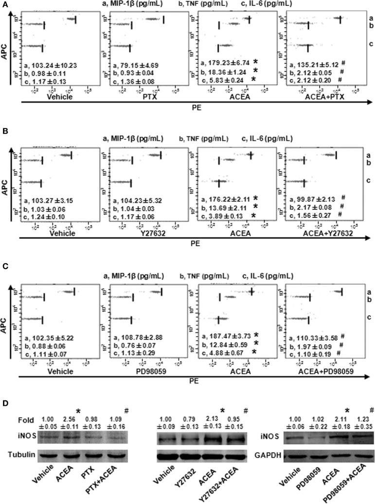 G(α)i/o, RhoA, and ERK1/2 inhibitors impaired CB1-mediated bone marrow-derived monocyte/macrophage (BMM) polarization toward M1. The protein expression levels of M1 markers were measured by CBA (A–C) and western blot (D). *P < 0.05 compared with control, #P < 0.05 compared with the same treated group without inhibitors (n = 4).