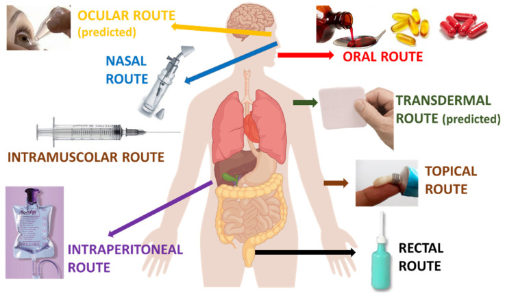 Tested or predicted routes of administration of the developed CBD-loaded nanocarriers.
