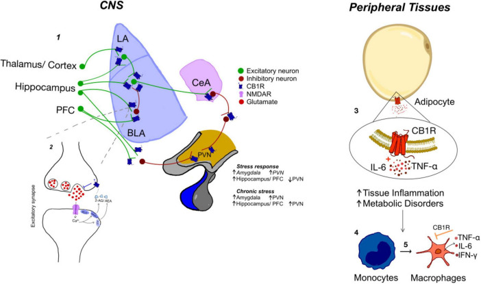 Diagram illustrating how chronic stress activates the HPA axis and SNS, involving hypothalamus, spleen, lymph nodes, adrenal gland, macrophages, and leading to increased cortisol, pro-inflammatory cytokines, neuroinflammation, inflammatory mediators, and heightened emotional stress response.