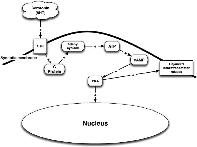 Serotonin (5HT) stimulation of the σ1R. PKA – phosphokinase A; ATP – adenosine triphosphate; cAMP – cyclic adenosine monophosphate; S1R – σ1R.
