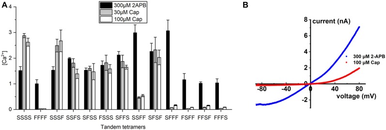 Calcium signal transduction efficiency of tetrameric TRPV1 channels with fixed numbers of S512F subunits. (A) Comparison of Ca2+ influxes for different tetrameric TRPV1 channels with S512F mutant subunits in various positions of the tetramer in response to treatment with 300 μM 2-APB, or 30 μM or 100 μM capsaicin (N = 3 experiments). (B) Voltage-current traces show the impact of 100 μM capsaicin (red line) or 300 μM 2-APB (blue line) treatment on HEK293T cells transiently-expressing the SFFF construct.