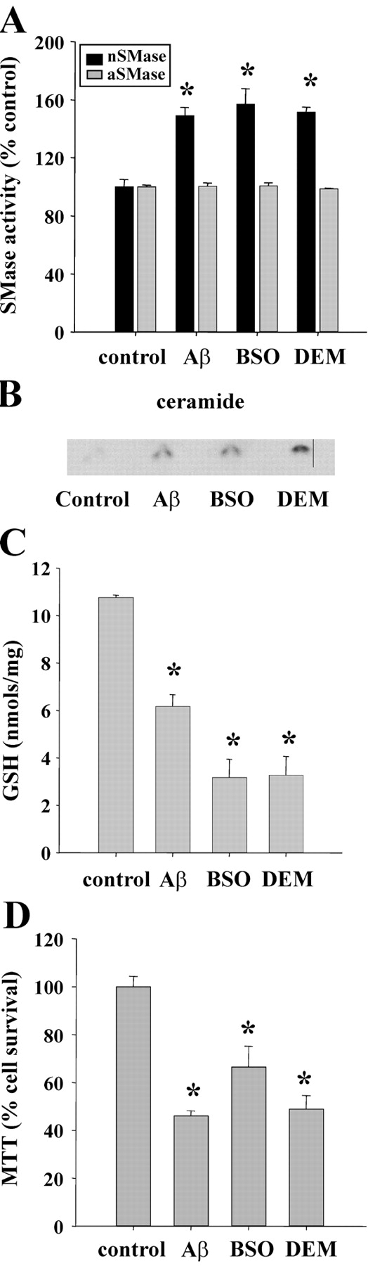 Effects of GSH depleting agents compared with Aβ 25-35 on sphingomyelinase activity, cellular GSH content, and cell survival. OLGs were treated with 10 μM Aβ 25-35, 100 μM BSO, or 500 μM DEM for 16 h before measurement of sphingomyelinase activity (A), ceramide synthesis (B), or GSH content (C), or 24 h before MTT assay (D). Data shown in A, C, and D are representative of three separate experiments of triplicate samples and, in B, of two separate experiments with similar findings; error bars represent SD. *, Significant difference from control; P < 0.05.