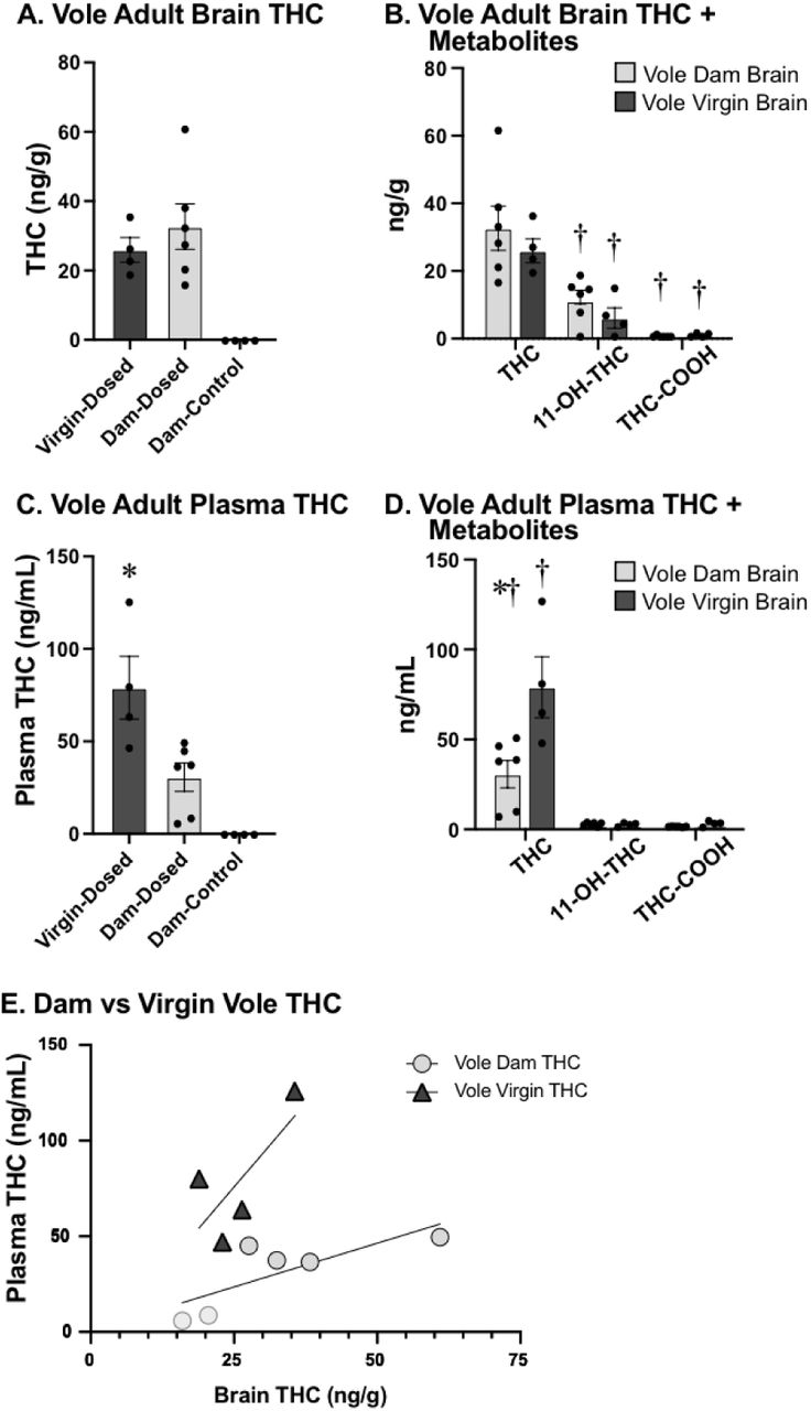 A) Concentration of THC in the brains of dosed virgin female voles (left), dosed dams (center), and vehicle dams (right). The brains of the dosed dams contained significantly higher concentrations of THC than those of control dams. B) Concentration of THC (left), 11-OH-THC (middle), and THC-COOH (right) in the adult brains of prairie vole dams and female virgins. There was a significant difference in THC and metabolite concentrations within a group, but no significant difference between dam and virgin female dosed brains. C) The concentration of THC in the plasma of dosed virgin female voles (left), dosed dams (center), and control dams (right). The plasma of dosed dams contained significantly lower concentrations of THC than virgin females, and significantly higher concentrations of THC than control dams. D) THC and metabolite concentrations in the plasma of dosed vole dams. 11-OH-THC concentration (center) and THC-COOH concentration (right) were both significantly lower than THC (left) in the plasma of dams. There was not a significant difference between 11-OH-THC and THC-COOH. E) Correlation between brain (x-axis; ng/g) and plasma (y-axis; ng/mL) THC concentrations in dams (clear circles) and virgin females (black triangles). * - indicates a significant difference between dams and virgin females. + = difference in THC and metabolite concentrations within a group.